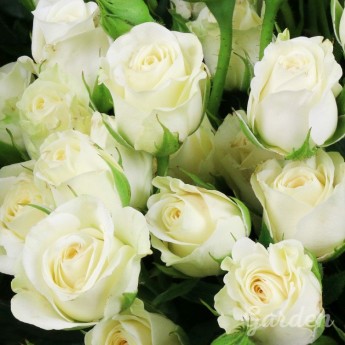 25 белых кустовых роз